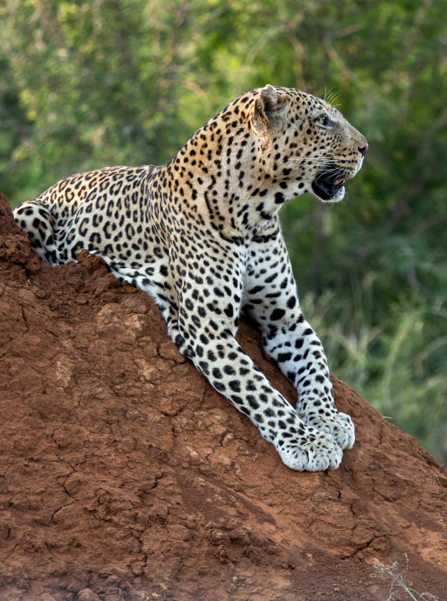 Tuningi Safari Lodge Madikwe Game Reserve Luaran gambar