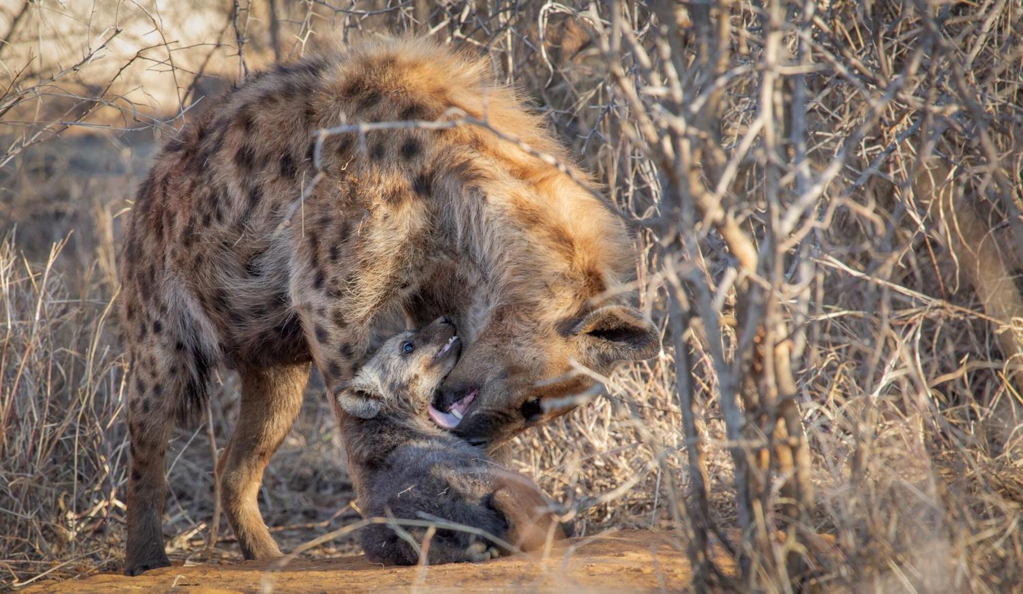 Tuningi Safari Lodge Madikwe Game Reserve Luaran gambar
