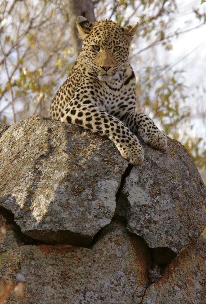 Tuningi Safari Lodge Madikwe Game Reserve Luaran gambar