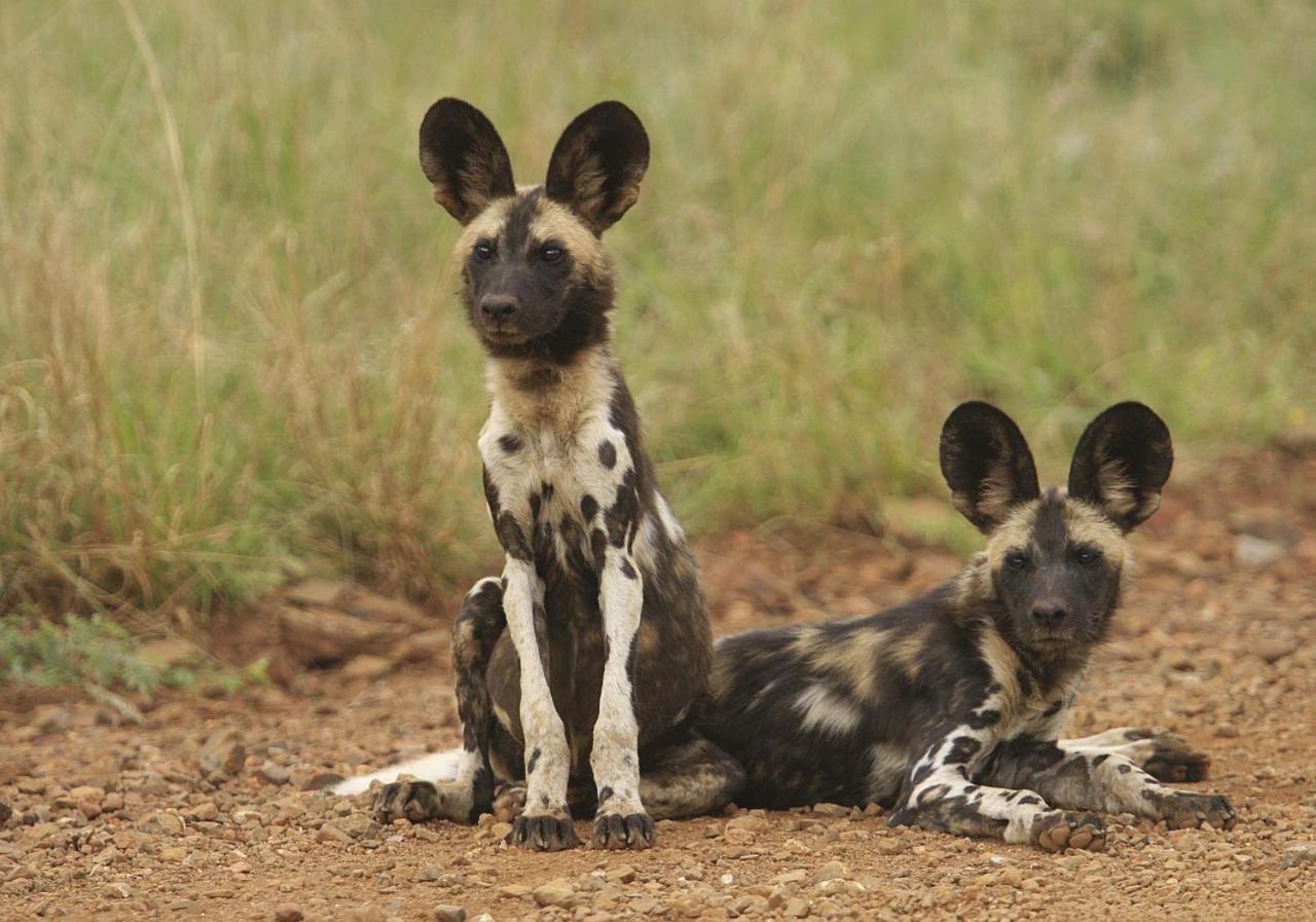 Tuningi Safari Lodge Madikwe Game Reserve Luaran gambar